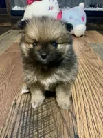 Penelope, a female Pomeranian for sale in Polk City, FL – 4 of 5