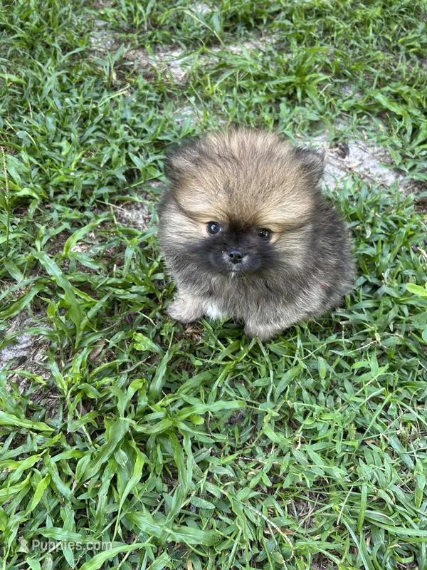Pinecone – Pomeranian puppy for sale in Polk City, FL