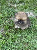 Pinecone, a male Pomeranian for sale in Polk City, FL – 6 of 9