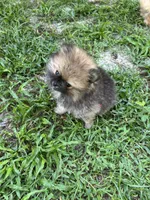 Pinecone, a male Pomeranian for sale in Polk City, FL – 7 of 9