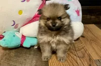 Whiskey, a male Pomeranian for sale in Polk City, FL – 4 of 4