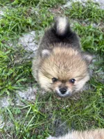 Whiskey, a male Pomeranian for sale in Polk City, FL – 7 of 7