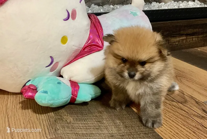 Toast – Pomeranian puppy for sale in Polk City, FL
