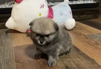 Ghost, a male Pomeranian for sale in Polk City, FL – 3 of 5