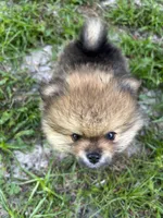 Whiskey, a male Pomeranian for sale in Polk City, FL – 6 of 7