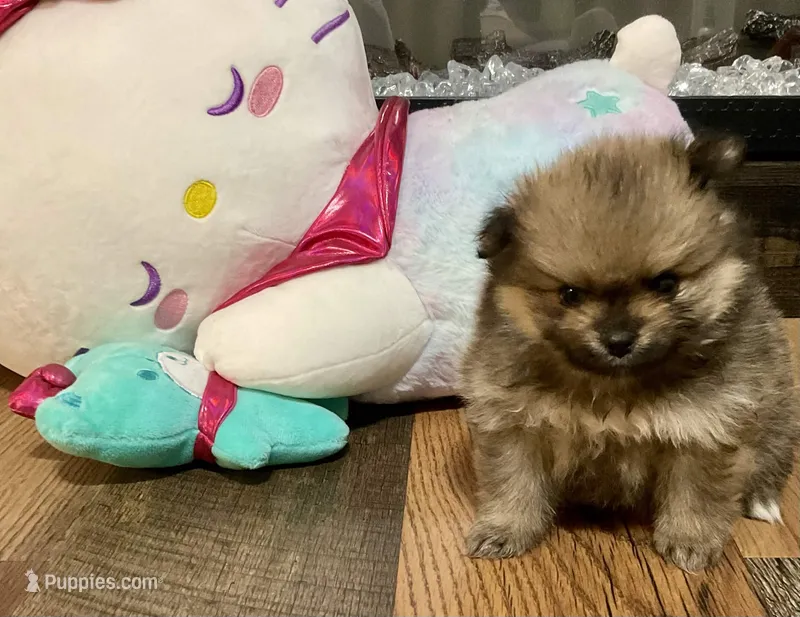 Whiskey – Pomeranian puppy for sale in Polk City, FL