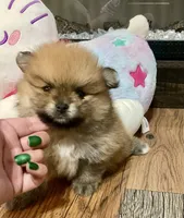 Toast, a male Pomeranian for sale in Polk City, FL – 4 of 4