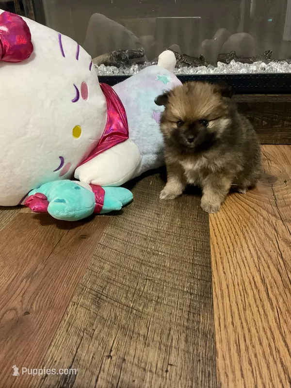 Penelope – Pomeranian puppy for sale in Polk City, FL