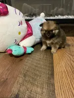 Penelope, a female Pomeranian for sale in Polk City, FL – 1 of 5