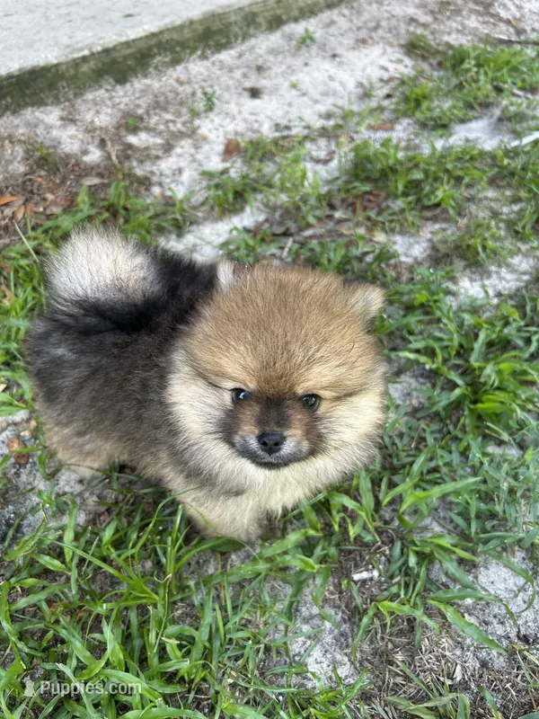Oakley – Pomeranian puppy for sale in Polk City, FL