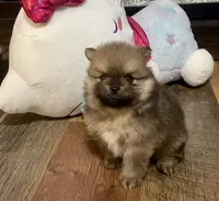 Oakley, a male Pomeranian for sale in Polk City, FL – 3 of 3
