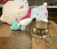 Whiskey, a male Pomeranian for sale in Polk City, FL – 2 of 4