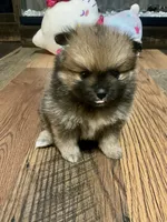 Penelope, a female Pomeranian for sale in Polk City, FL – 5 of 5