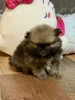 Pinecone, a male Pomeranian for sale in Polk City, FL – 2 of 4