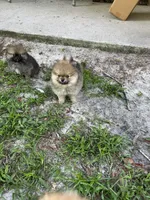 Whiskey, a male Pomeranian for sale in Polk City, FL – 5 of 7