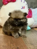 Pinecone, a male Pomeranian for sale in Polk City, FL – 4 of 4