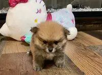 Toast, a male Pomeranian for sale in Polk City, FL – 3 of 4
