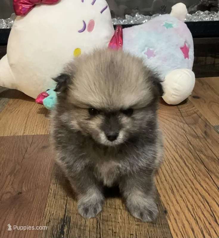 Ghost – Pomeranian puppy for sale in Polk City, FL