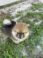 Oakley, a male Pomeranian for sale in Polk City, FL – 7 of 7