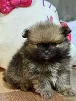 Pinecone, a male Pomeranian for sale in Polk City, FL – 3 of 4