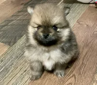 Oakley, a male Pomeranian for sale in Polk City, FL – 2 of 3