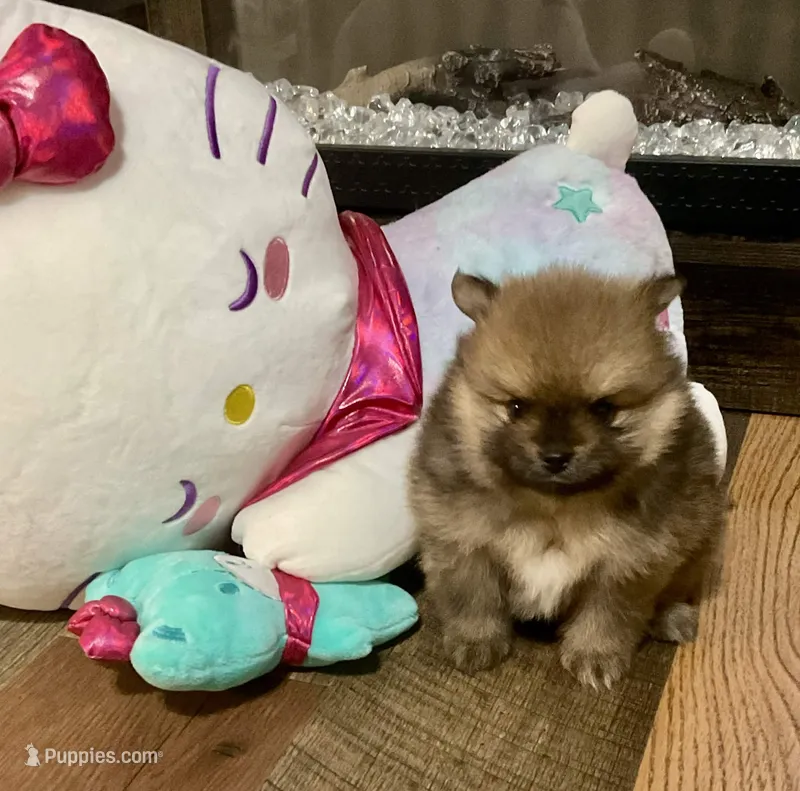 Oakley – Pomeranian puppy for sale in Polk City, FL