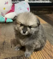 Ghost, a male Pomeranian for sale in Polk City, FL – 5 of 5