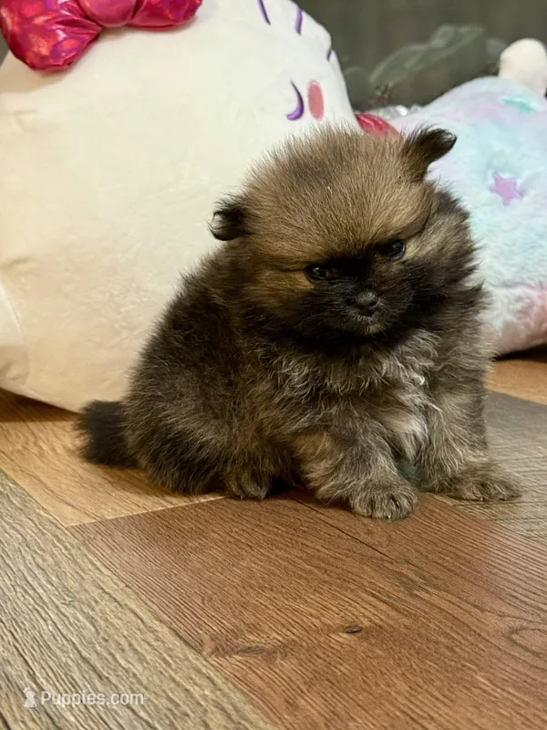 Pinecone – Pomeranian puppy for sale in Polk City, FL