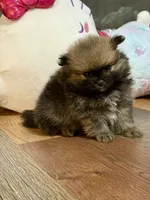 Pinecone, a male Pomeranian for sale in Polk City, FL – 1 of 4
