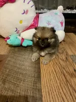 Penelope, a female Pomeranian for sale in Polk City, FL – 2 of 5