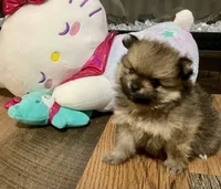Whiskey, a male Pomeranian for sale in Polk City, FL – 3 of 4