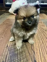 Penelope, a female Pomeranian for sale in Polk City, FL – 3 of 5