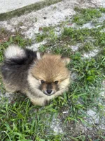 Oakley, a male Pomeranian for sale in Polk City, FL – 6 of 7