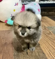 Ghost, a male Pomeranian for sale in Polk City, FL – 4 of 5