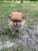 Toast, a male Pomeranian for sale in Polk City, FL – 5 of 6