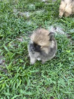 Pinecone, a male Pomeranian for sale in Polk City, FL – 9 of 9