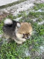 Oakley, a male Pomeranian for sale in Polk City, FL – 5 of 7
