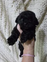 Parton, a male Poodle - Toy  for sale in Cameron, OK – 1 of 4