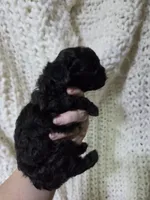 Curry, a female Poodle - Toy  for sale in Cameron, OK – 3 of 4