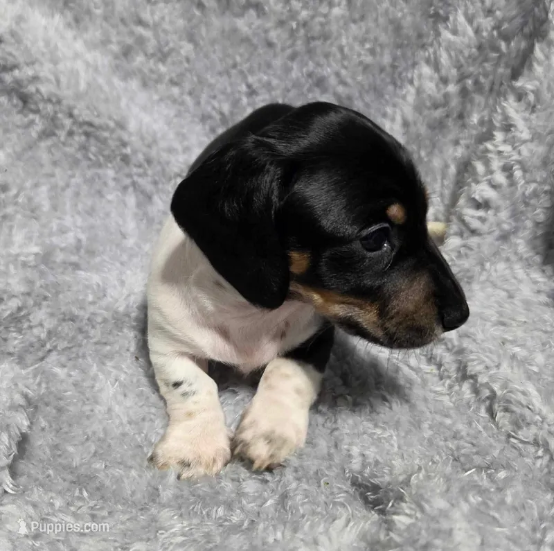 Mason – Miniature Dachshund puppy for sale in Cameron, OK