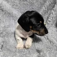 Mason, a male Miniature Dachshund for sale in Cameron, OK – 1 of 4