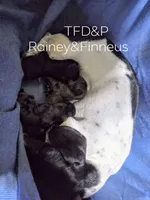 Solid black girl 3, a female Miniature Dachshund for sale in Cameron, OK – 4 of 4