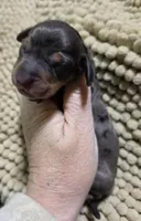 Dapple Girl 2, a female Miniature Dachshund for sale in Cameron, OK – 3 of 4