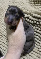 Dapple Girl 2, a female Miniature Dachshund for sale in Cameron, OK – 1 of 4