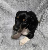 Mason, a male Miniature Dachshund for sale in Cameron, OK – 2 of 4
