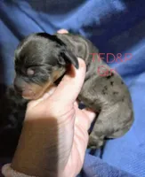 Dapple Girl 2, a female Miniature Dachshund for sale in Cameron, OK – 2 of 4