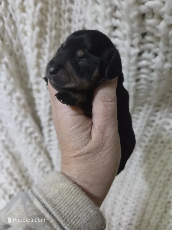 Black/tan boy – Miniature Dachshund puppy for sale in Cameron, OK