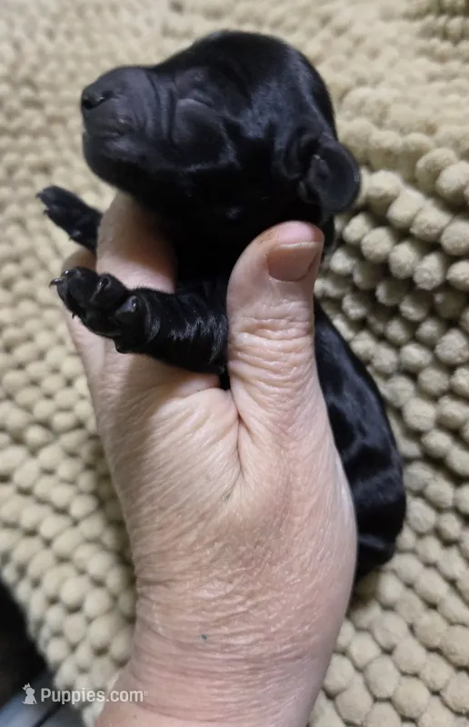 Solid black girl 3 – Miniature Dachshund puppy for sale in Cameron, OK