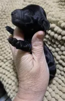 Solid black girl 3, a female Miniature Dachshund for sale in Cameron, OK – 1 of 4