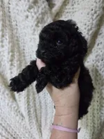 Parton, a male Poodle - Toy  for sale in Cameron, OK – 2 of 4